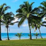 Palm trees on Diani Beach