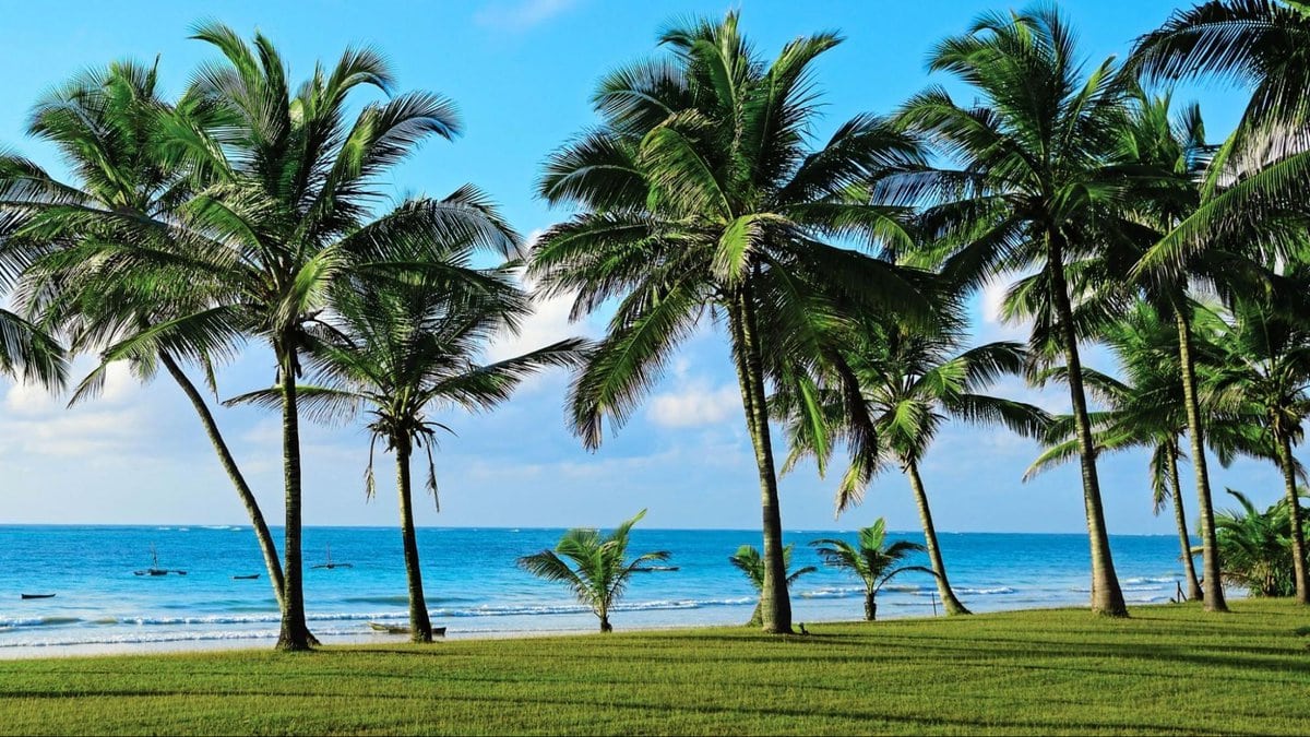 Palm trees on Diani Beach