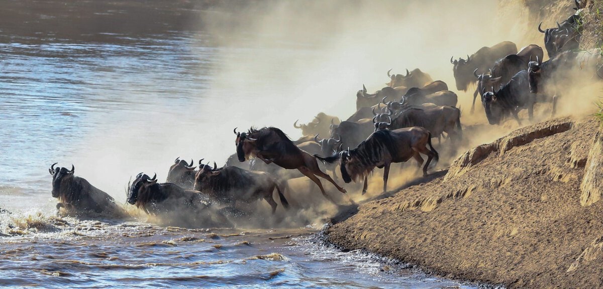 Wildebeest jump into Mara River